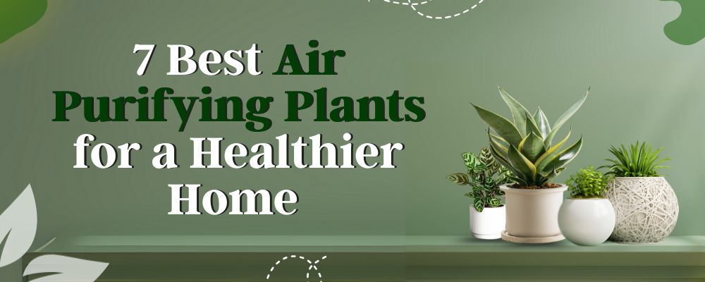 7 Best Air Purifying Plants for a Healthier Home