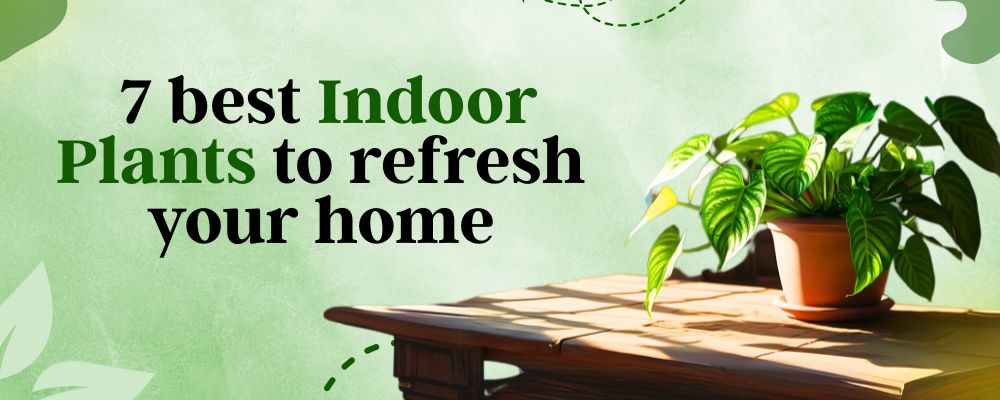 Best Indoor Plants
