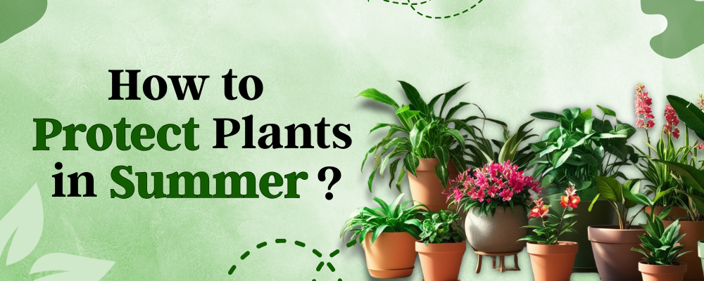 protect plants in summer