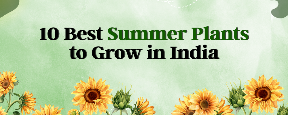 10 Best Summer Plants to Grow in India