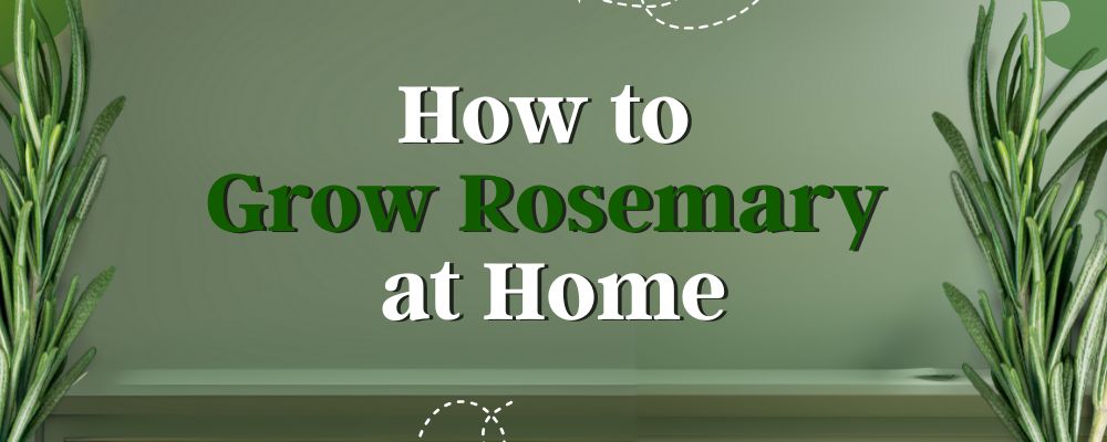 How to Grow Rosemary at Home